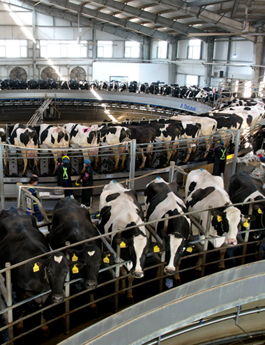 养殖行业  BREEDING INDUSTRY